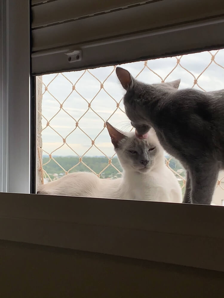 two cats nuzzling in a window