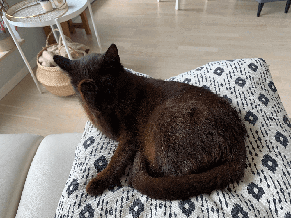 dark cat cleaning itself on a pillow