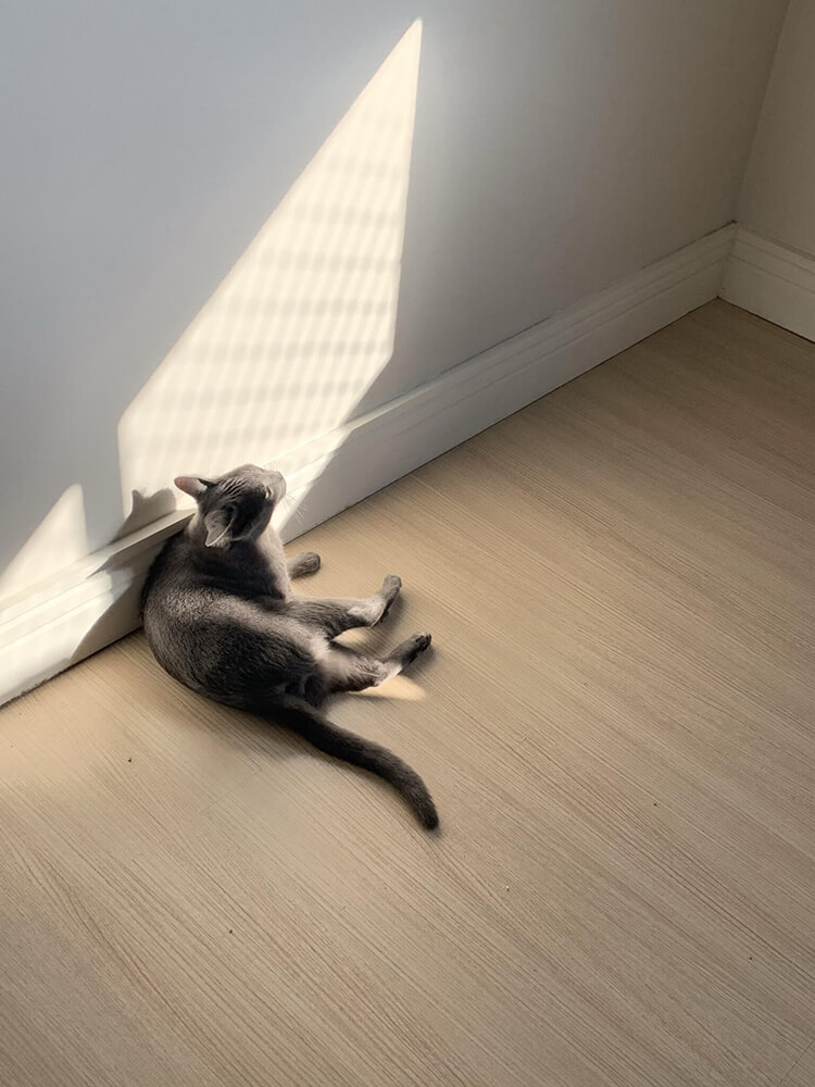 cat lounging in sunlight along a baseboard