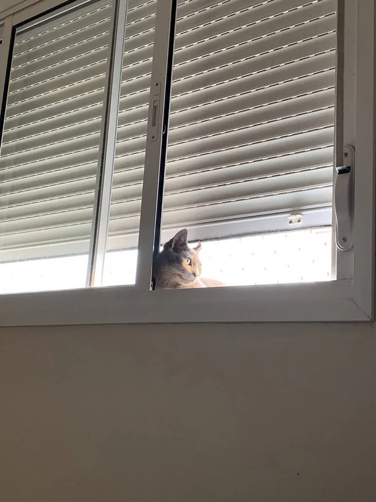cat lying in a window sill