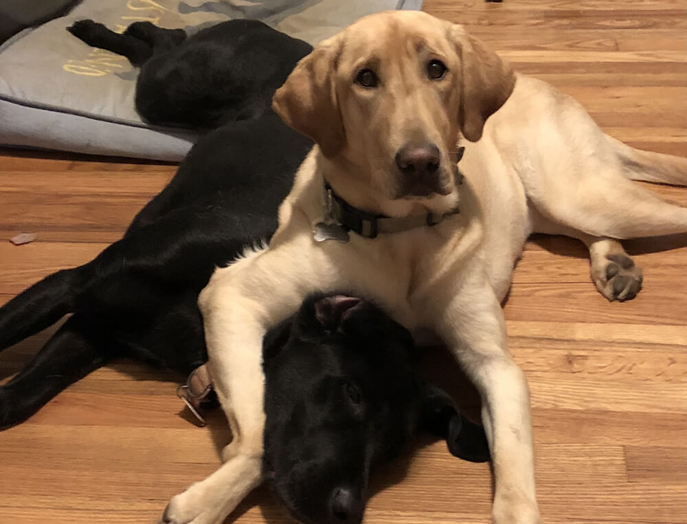 black and tan dogs laying together on floor