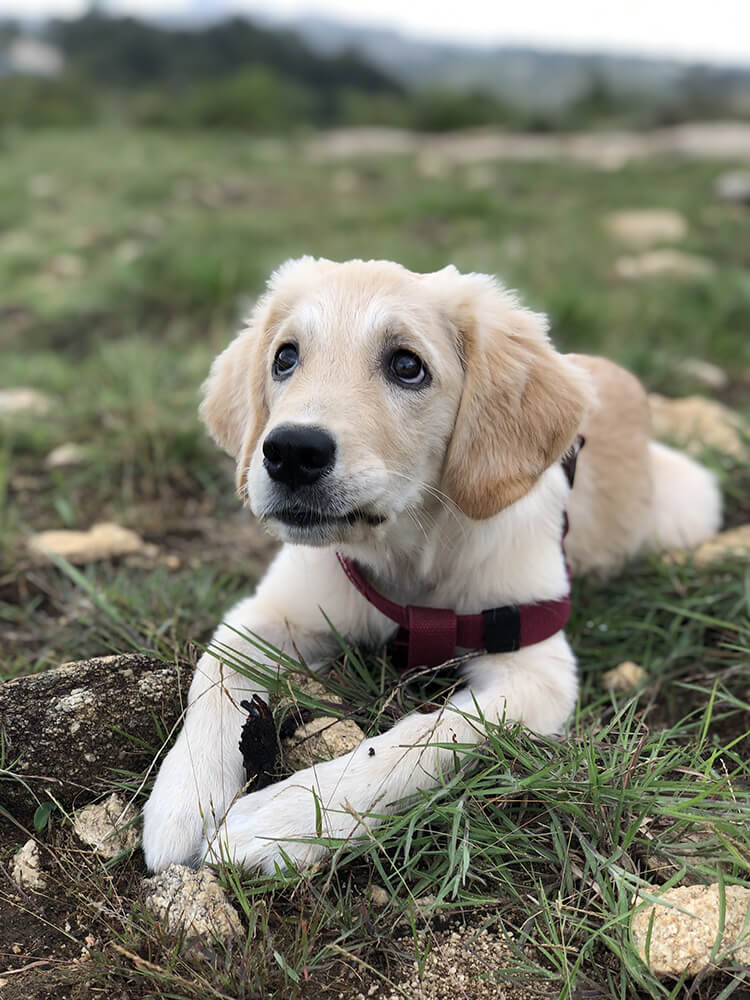 white puppy looking upward
