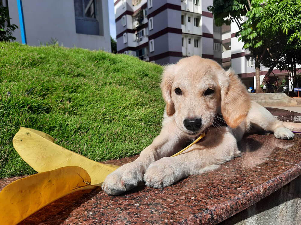 white puppy playing beside a swimming pool