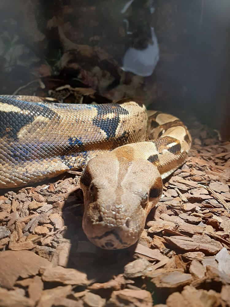 large snake looking directly into camera