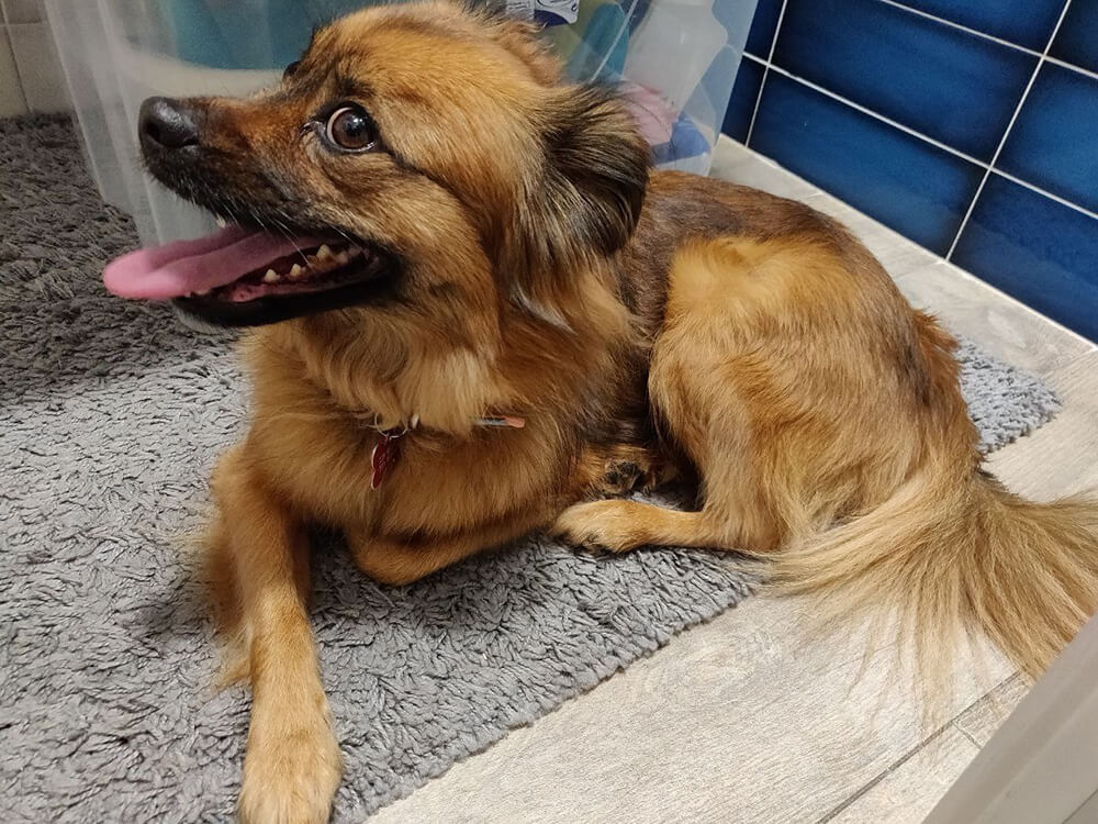 long-haired dog panting while laying down