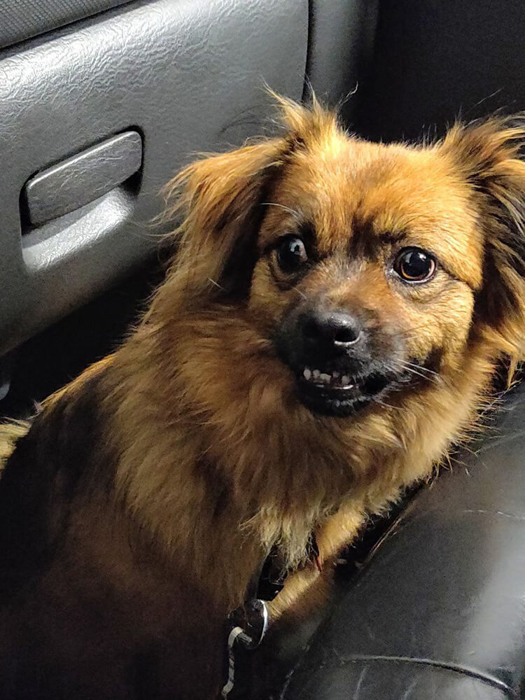 long-haired dog in car