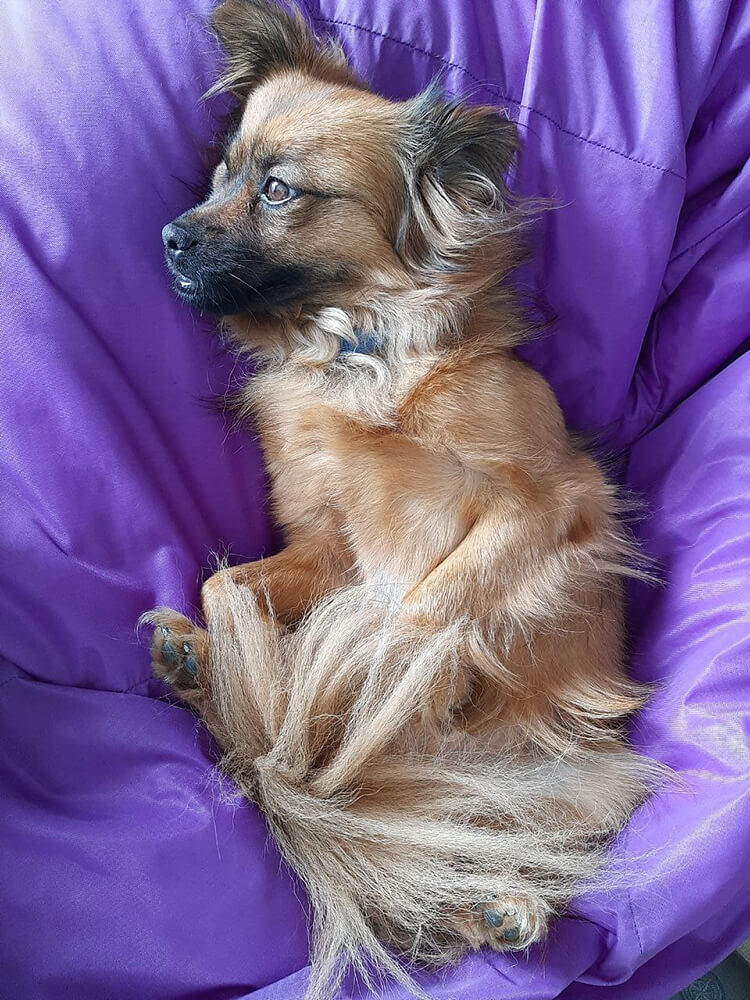 long-haired dog resting on purple blanket