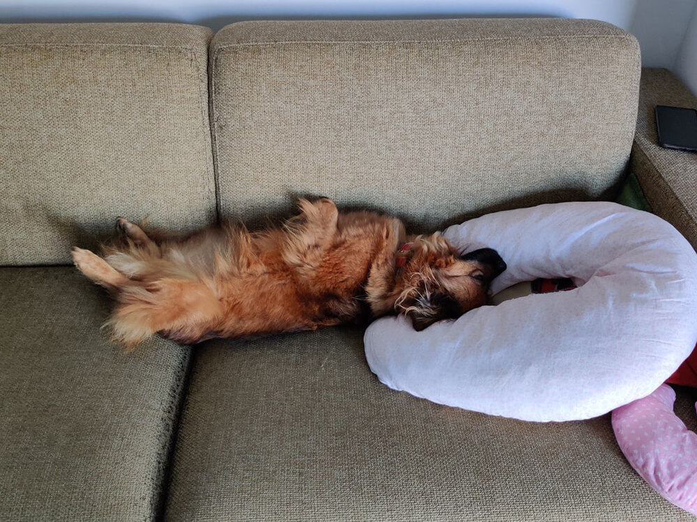 long-haired dog lying back across couch