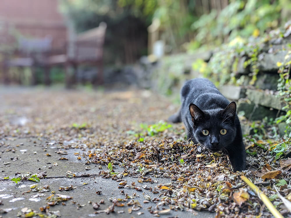 black cat creeping along ground