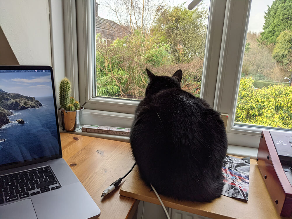 black cat seated on desk looking out window