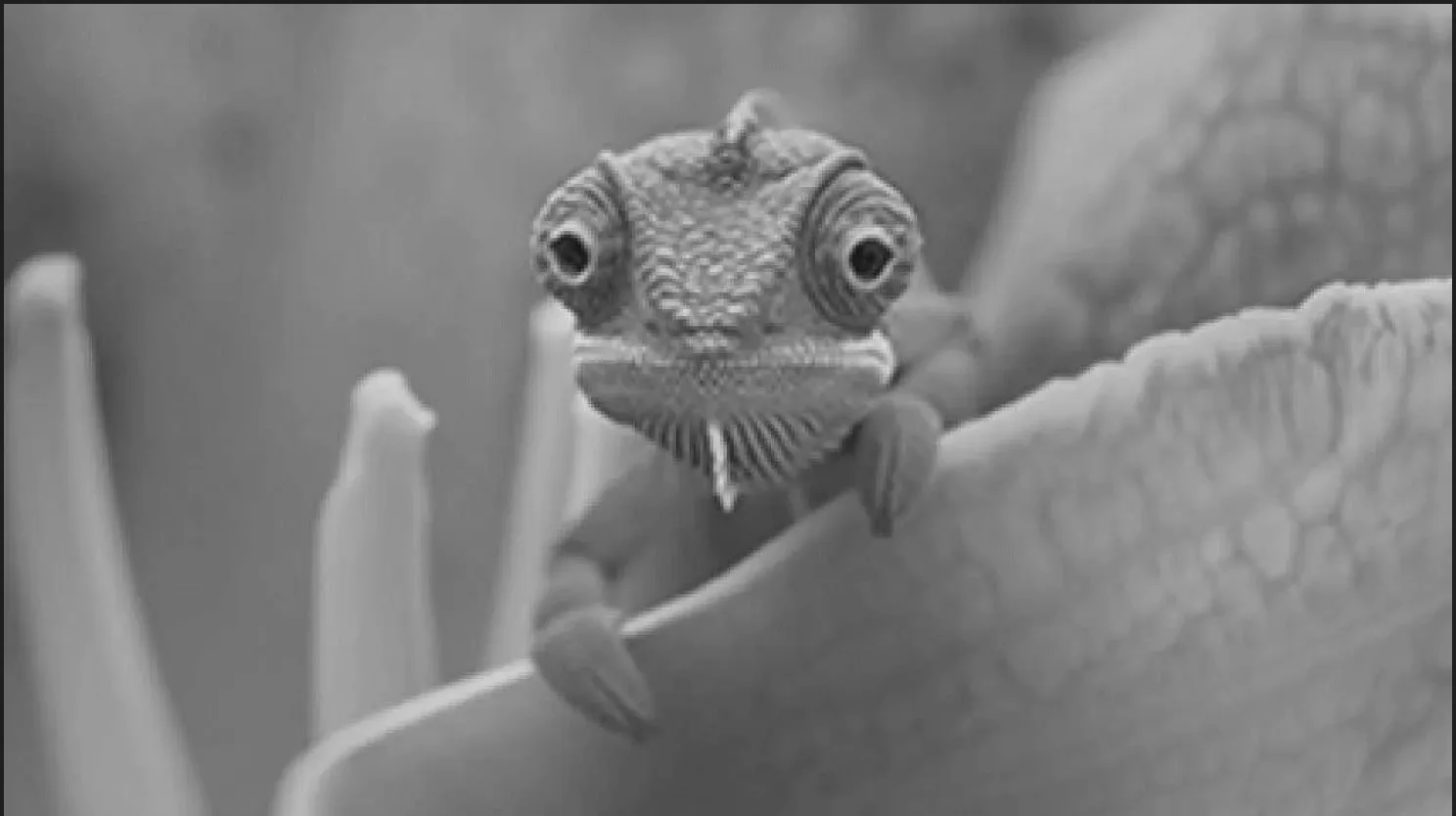 Grayscale version of the original image, showing the blue lizard in shades of gray