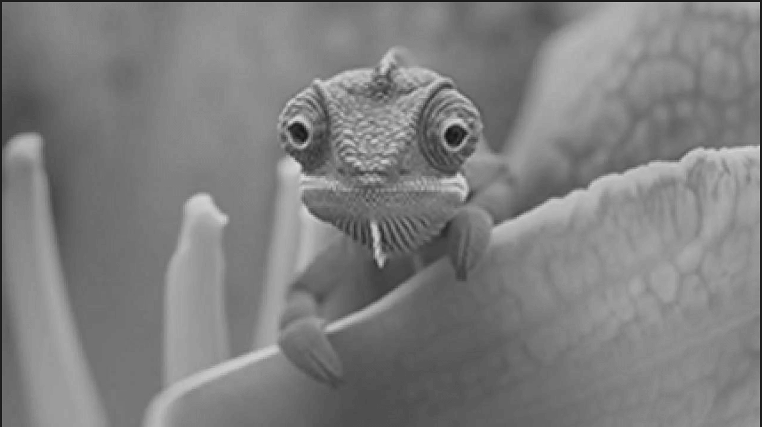 Grayscale version of the original image, showing the blue lizard in shades of gray