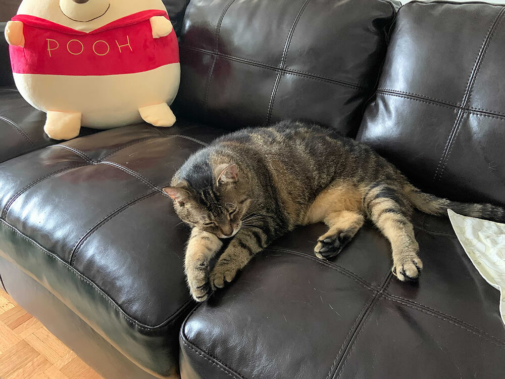 brown tabby cat sleeping on black couch
