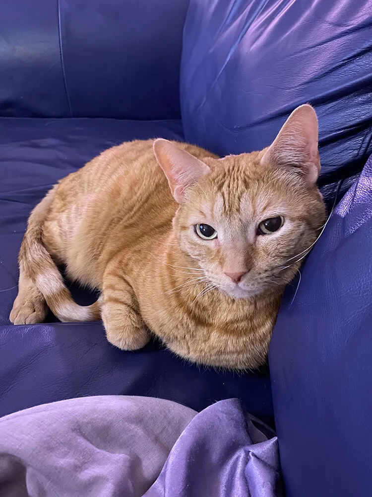 orange tabby