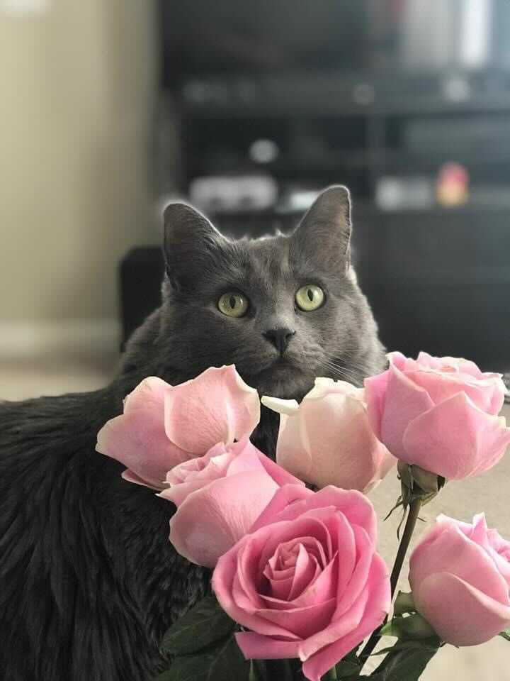 grey medium-hair cat