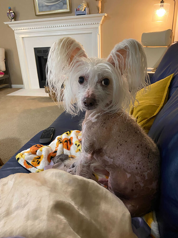 shaved terrier with long hair on perked up ears