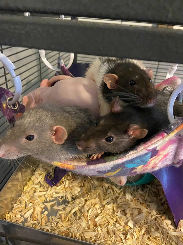 group of rats in a hammock