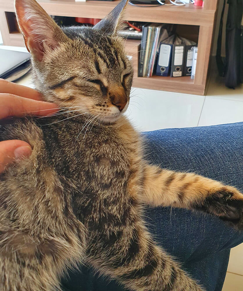 brown tabby cat enjoying being pet