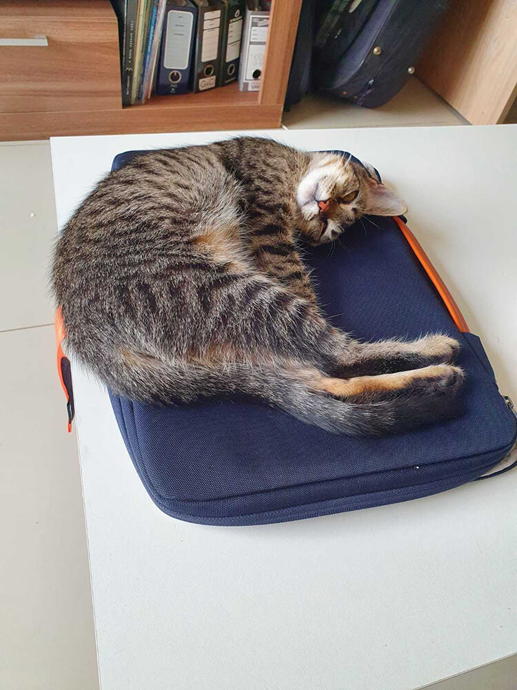 brown tabby laying on laptop sleeve