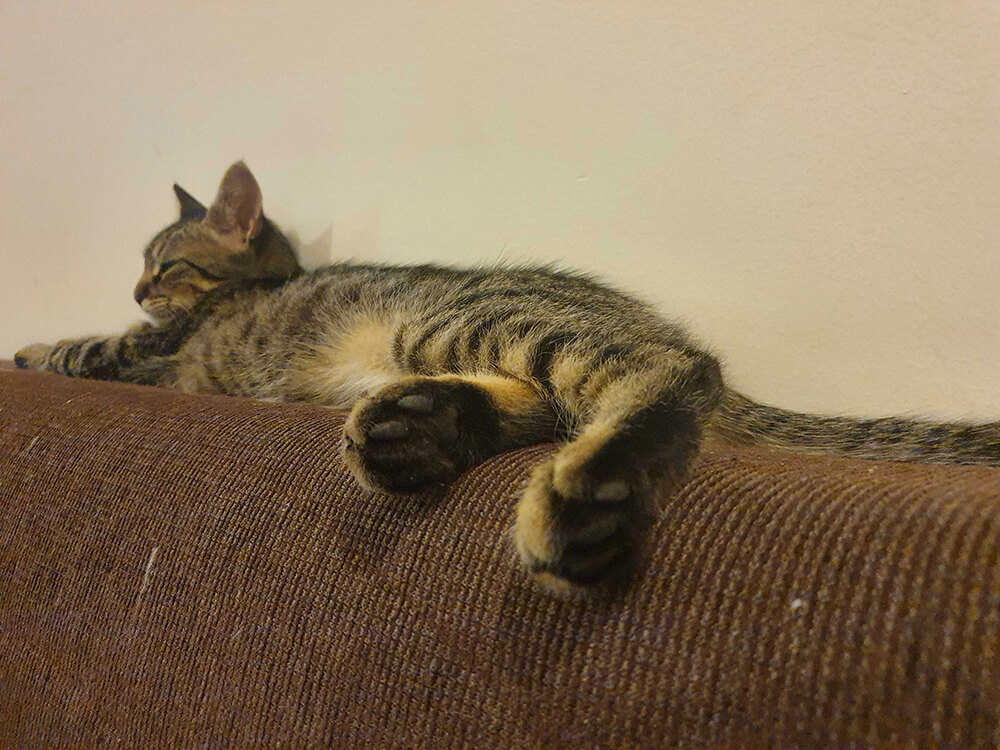 brown tabby lying along back of sofa