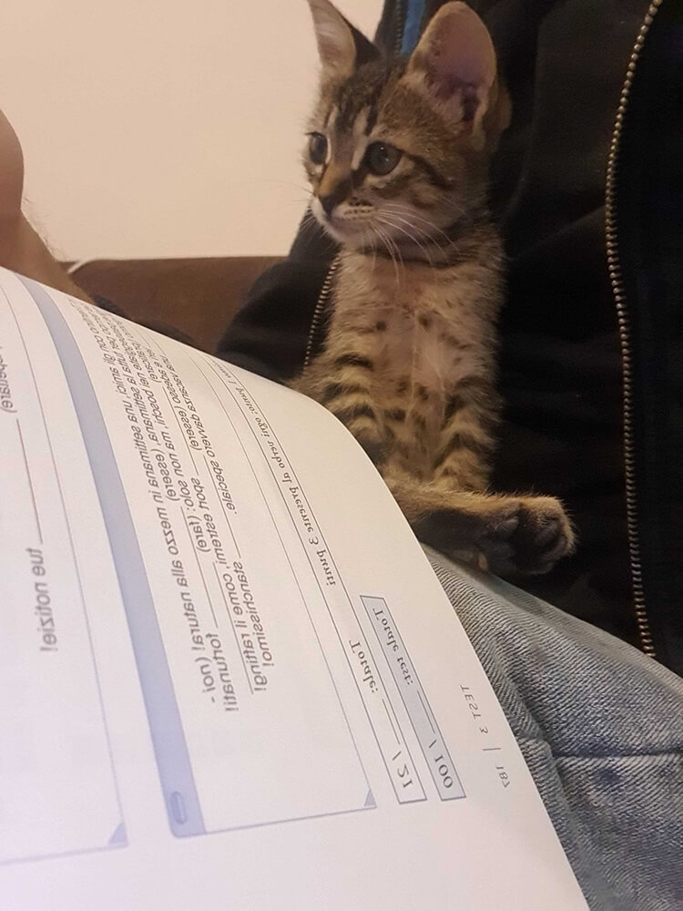 brown tabby kitten sitting upright next to office papers