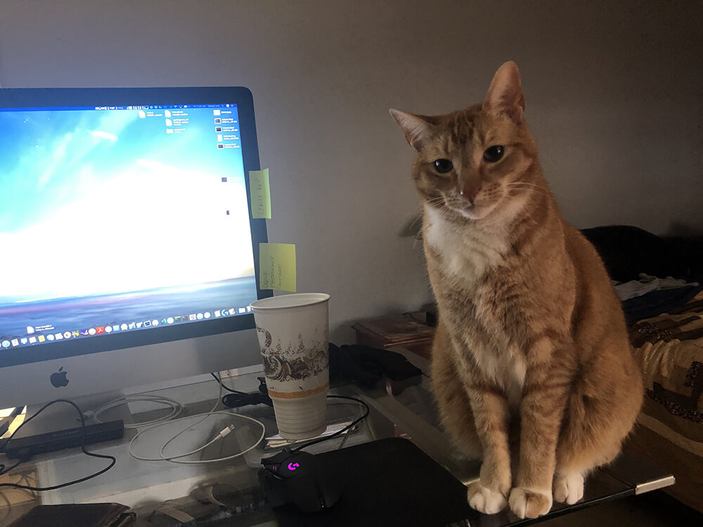 orange tabby sitting up next to laptop work area