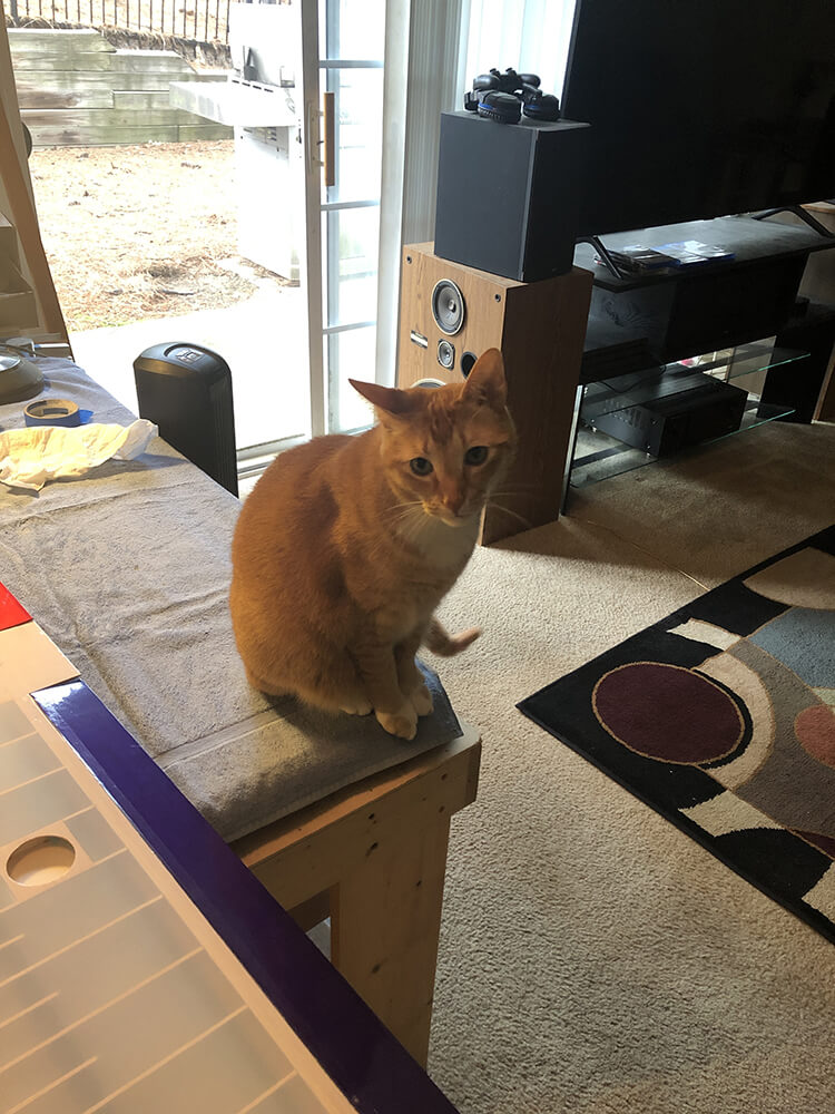orange tabby sitting on edge of table