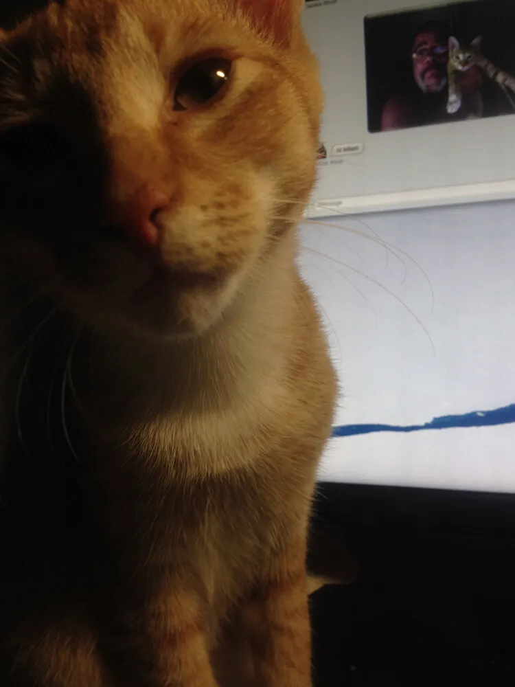 orange tabby camera closeup