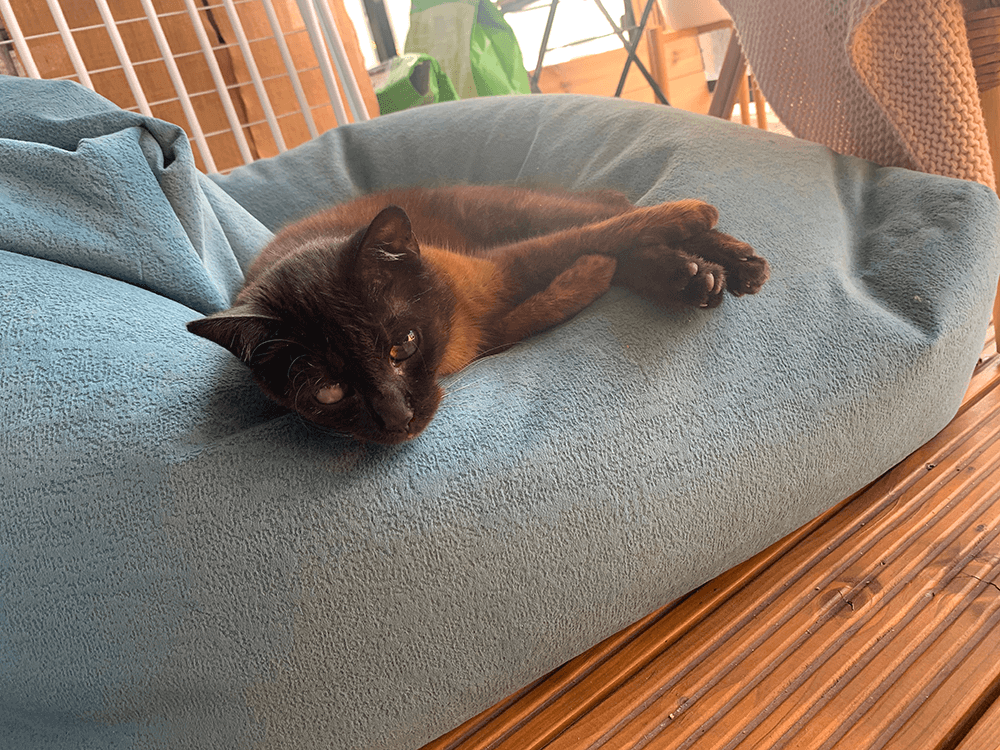 rust brown cat lying on blue pillow