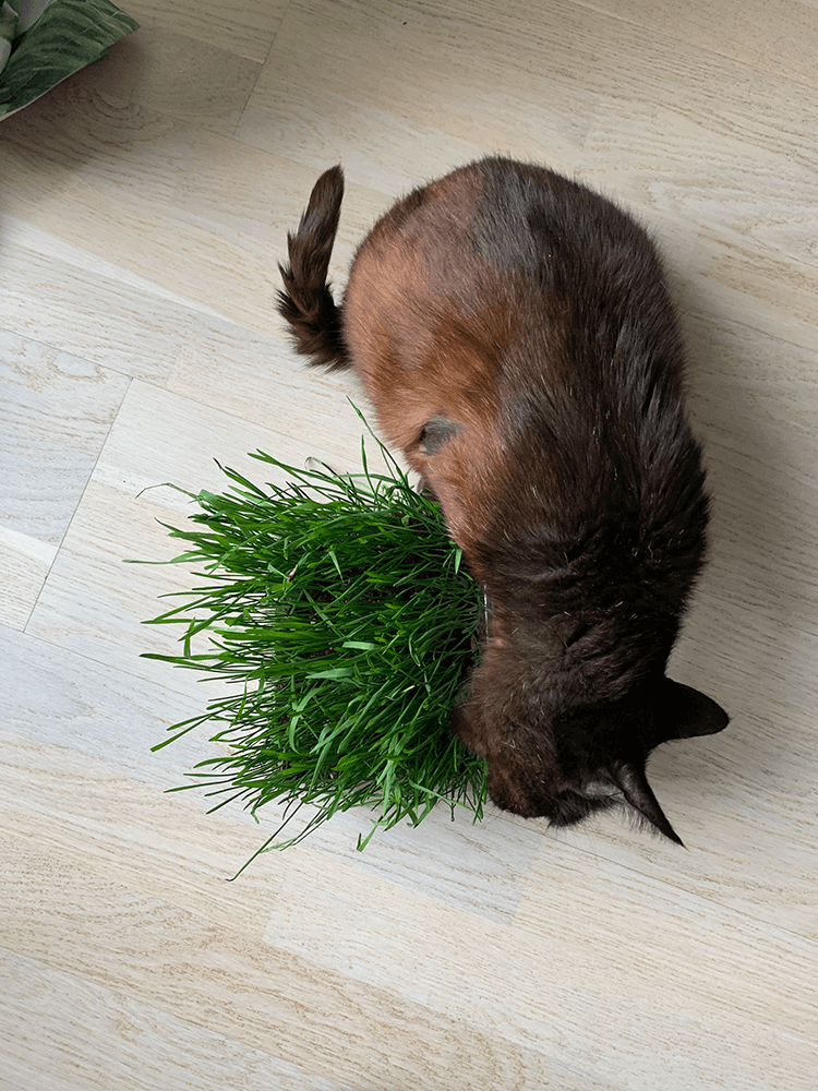 rust brown cat eating tuft of grass
