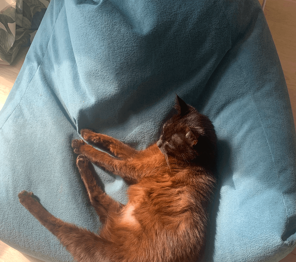rust brown cat lying on pillow