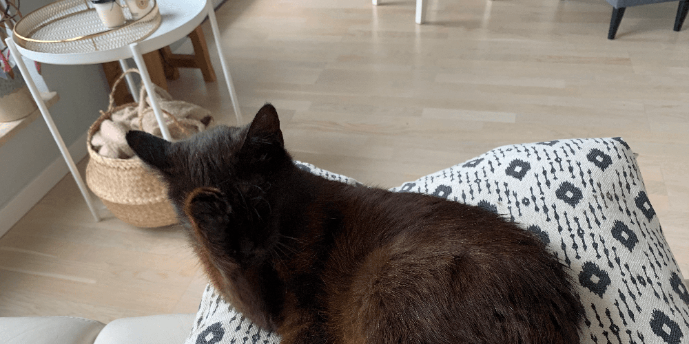 rust brown cat cleaning itself