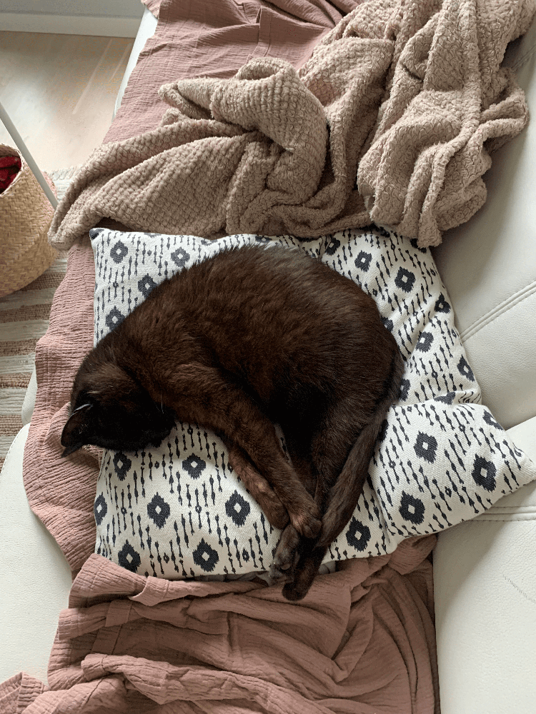 rust brown cat curled up on patterned pillow