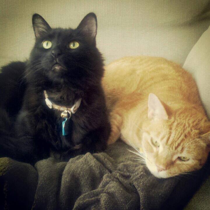 black and orange cats resting side by side