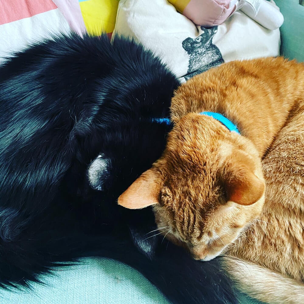 black and orange cats nuzzling heads together
