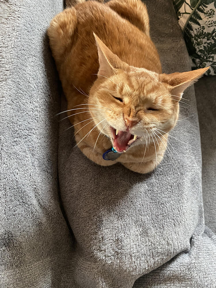 orange cat in mid meow