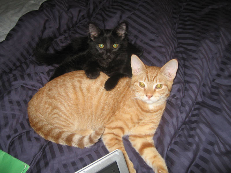 black cat resting paws on back of orange cat