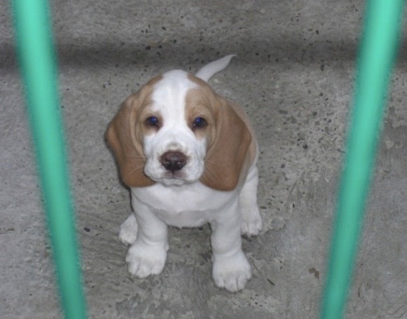 white puppy with brown markings looking up at camera