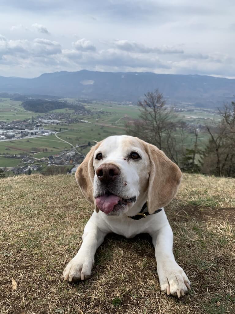white and brown puppy panting toward camera