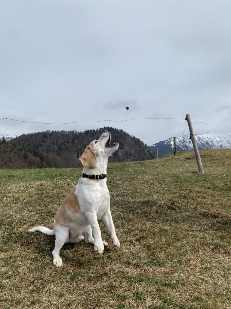 white and brown dog howling upward