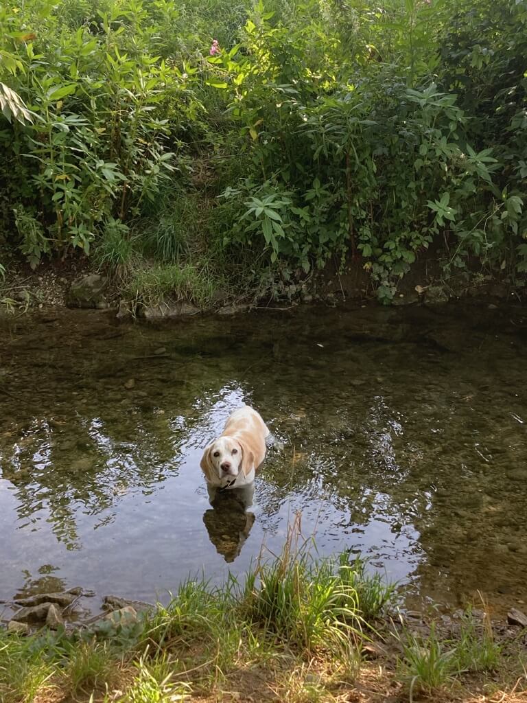 white and brown dog wading in water