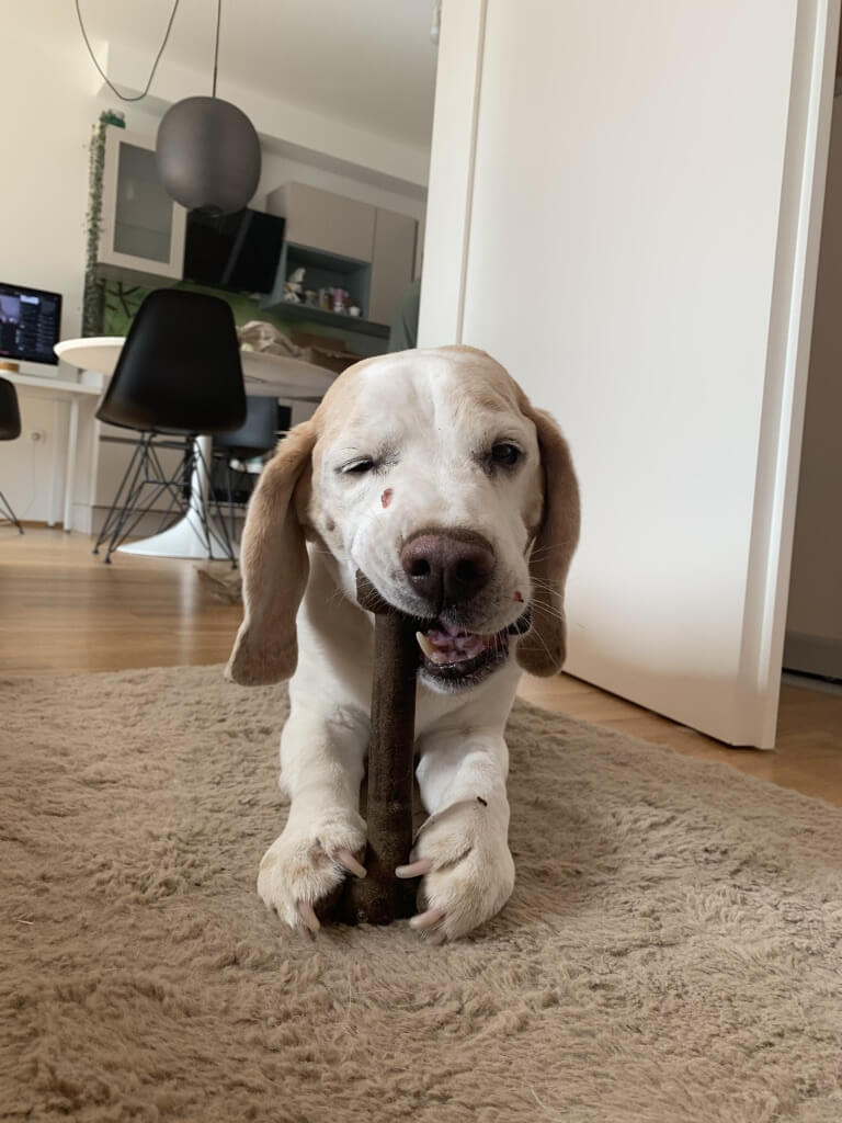 white and brown puppy chewing on bone