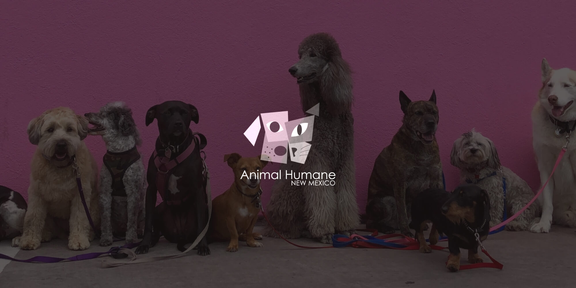 Illustration: Automating accounts payable processes with Animal Humane New Mexico